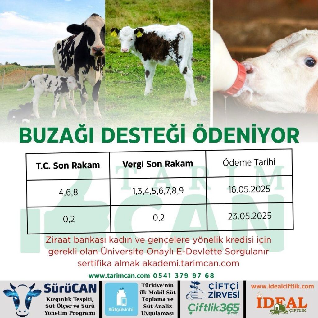 buzağı desteği ödemeleri 2025