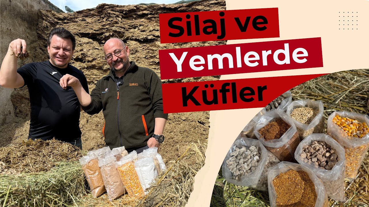 silajda küf ve mikotoksin